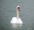 cygne