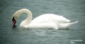 cygne